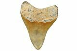 Fossil Megalodon Tooth - North Carolina #328836-1